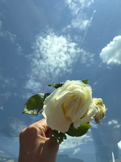 A hand holds a white rose against a backdrop of a blue sky with clouds. A plane's contrail is visible in the sky. The location is possibly Georgi-Dobrevo, Bulgaria.