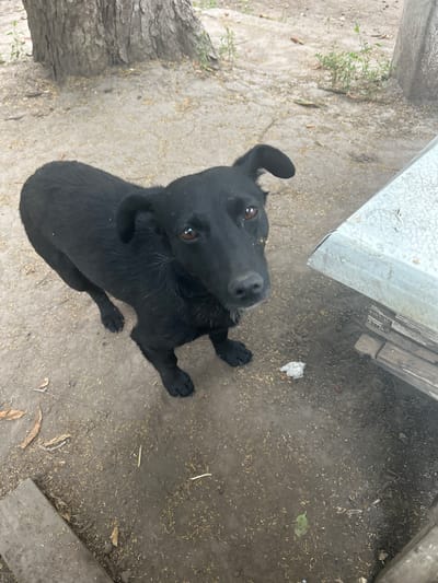 In Opishnia, Ukraine, a medium-sized black dog stands on a dirt ground scattered with small, light-colored seeds. The dog is facing the camera, with its head tilted slightly and its ears perked. Its eyes are brown and appear alert. Behind the dog, a portion of a large tree trunk is visible, its bark rough and gray. To the right of the dog, the edge of a light-colored, possibly metal table is visible, with stacked wooden planks underneath it. The environment appears to be an outdoor area, perhaps a yard or a park, with some dry leaves and small green plants also present on the ground.