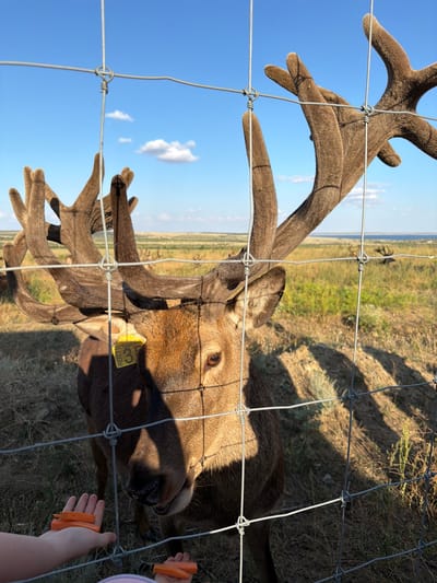 In Gornyi Balyklei, Russia, a red deer with large, velvety antlers is viewed through a wire fence. The deer is brown with a yellow tag labeled "000-Русский Олень 339" on its ear. It is reaching its head towards a person's hands holding sliced carrots, with a second hand visible in the lower right corner also holding carrots. The background shows a grassy field with more deer in the distance and a blue sky with scattered clouds.