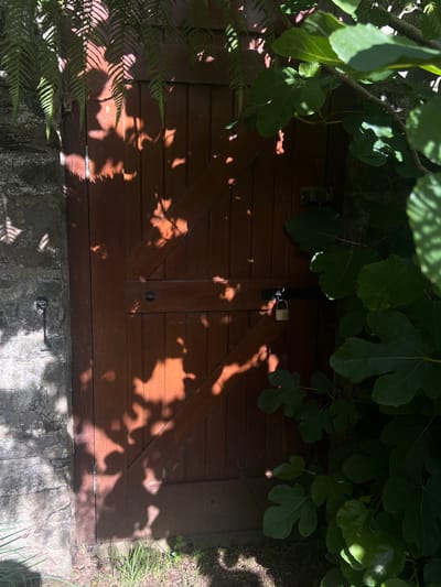 The image shows a closed, dark brown wooden door with vertical planks and a diagonal bracing. A padlock secures the door to a latch. The door is set into a rough stone wall on the left, and dense green foliage, possibly from a fig tree, obscures the right side of the door and the area beyond. Ferns hang from the upper left of the frame, casting dappled shadows on the door. Sunlight filters through the leaves, creating a pattern of light and shadow across the wooden surface. The ground in front of the door is covered with gravel and sparse green grass. The scene appears to be outdoors, in a garden or yard setting. There are no people visible in the image. The lighting suggests it is daytime, possibly late morning or early afternoon, with bright sunlight. The overall impression is one of a secluded and possibly overgrown entrance. The image does not provide specific clues about its location within Balbriggan, Ireland, beyond a general sense of an outdoor, possibly older, structure.