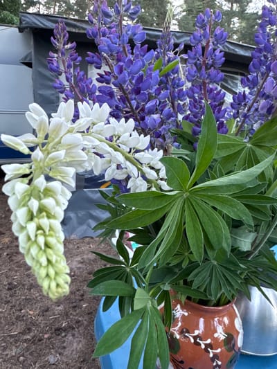 A close-up, low-angle shot captures a bouquet of lupine flowers, featuring both white and vibrant purple blooms, arranged in an orange ceramic pot with white and green floral designs. The pot sits on a blue surface, with a silver container visible to the right. Lush green lupine leaves surround the flowers. In the background, a grey and black RV is partially visible, with trees and a hint of sky above. The ground is covered in brown soil with scattered pinecones. The scene appears to be outdoors, possibly in a campsite setting in Ozerki (Krasnodolinskaya), Russia, given the RV and natural surroundings.