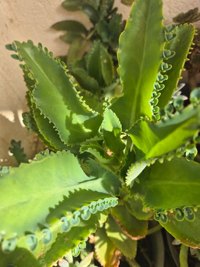 This media file is a close-up, high-angle shot of a cluster of succulent plants, likely Mother of Thousands (Kalanchoe daigremontiana), in Les Meravelles, Spain. The plants are a vibrant green, with thick, fleshy leaves that have serrated edges. Along these edges, numerous small plantlets, or "pups," are growing, some already showing tiny leaves and roots. The lighting suggests it is daytime, with sunlight casting distinct shadows across the leaves, indicating it is likely outdoors or near a window. The background is blurred but appears to be a textured surface, possibly a wall or the ground, with other plants visible in the distance. The focus is entirely on the intricate details of the succulents, highlighting their unique reproductive method. No people, text, or specific events are depicted.