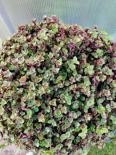A close-up, overhead shot displays a dense, bushy plant with small, succulent-like leaves. The leaves are a mix of green and purple, with some appearing speckled. They are arranged in a layered, overlapping pattern along thin stems, creating a rounded, overflowing mound. The background is blurred, suggesting a shallow depth of field, and shows a translucent, ribbed surface, possibly a greenhouse or awning, above and to the left. The lower right shows a hint of green grass. No people or animals are visible. The plant is likely situated in a garden or greenhouse in Солнечное Снт (лыткино), Russia, given the context provided.