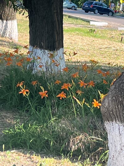 The image, taken in Ivanivka, Ukraine, captures a vibrant outdoor scene featuring orange daylilies blooming along the base of trees that have been painted with white stripes. The daylilies are a prominent subject, with their delicate petals and bright orange hues scattered amongst lush green foliage. The trees themselves, with their distinctive white markings, add a unique visual element to the natural setting.

In the background, a paved road is visible, with a dark blue car and a lighter colored car parked or driving on it. The presence of these vehicles suggests an urban or suburban environment, likely near a residential area or public space. The ground around the trees is covered with dry grass and fallen leaves, indicating it might be late summer or early autumn. The lighting suggests it is daytime, possibly mid-morning or afternoon, with sunlight casting shadows and highlighting the textures of the plants and trees.

There is no visible text in the image. The overall mood is peaceful and serene, emphasizing the beauty of nature juxtaposed with the man-made elements of the painted trees and the road with vehicles. The scene is static, with no apparent activity or event taking place beyond the natural growth and blooming of the flowers.