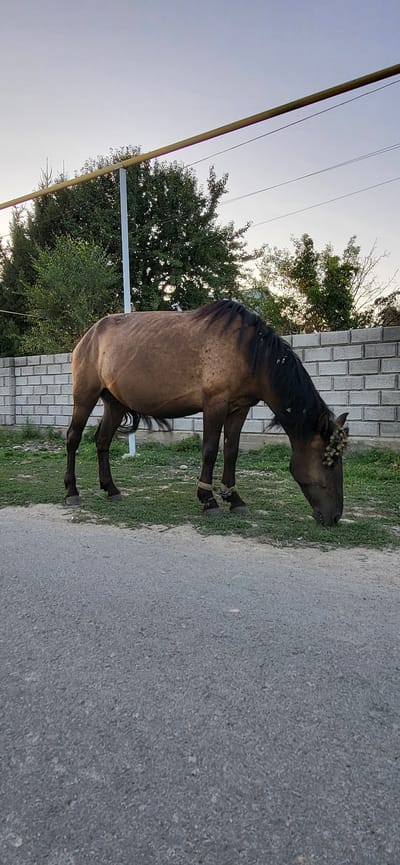 A brown horse with a dark mane is grazing on a patch of grass next to an asphalt road. The horse is tethered by rope around its front legs. In the background, a white brick fence runs horizontally. Behind the fence, there are trees and a light-colored sky. There is a horizontal yellow pipe supported by a vertical metal pole in the upper portion of the image.