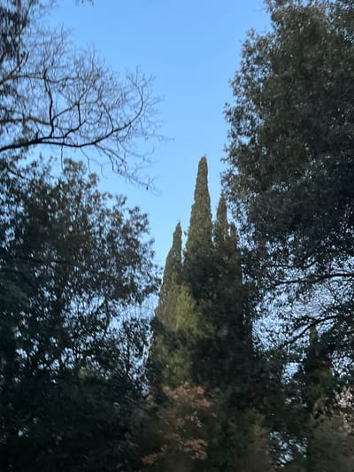 The image displays an outdoor scene set against a clear, bright blue sky, typical of Montalcino, Italy. Dense canopies of dark green, broad-leafed evergreen trees frame the top and bottom sections of the view. In the mid-ground, several tall, slender, dark green cypress trees stand prominently, their characteristic conical shapes silhouetted against the light blue sky. To the lower left, a deciduous tree with intricate, leafless branches is visible, suggesting a time of year such as late autumn, winter, or early spring. The bright, cloudless sky indicates a clear daytime, likely sunny weather. No people, man-made objects, or visible text are present in the natural landscape.