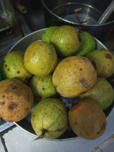 The scene, located in the city of B. Nam Ngao, Laos, depicts approximately 15 guavas contained within a metallic bowl. The guavas exhibit varying stages of ripeness, ranging from predominantly green to yellowish-brown, and display irregular dark spots and surface blemishes. Many of the fruits show visible moisture droplets. The metallic bowl rests on a light-colored surface, possibly tiled, with dark grout lines and a metallic grate visible in the lower left quadrant. In the blurred background, additional metallic containers are discernible. No individuals are present, and no active interactions or actions are depicted. The environment suggests an indoor utility or food preparation area.