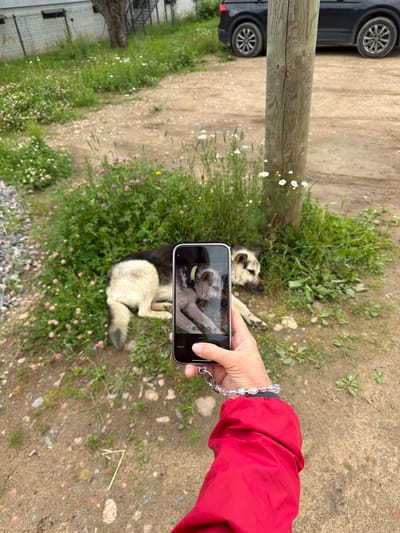 A person is taking a picture of a dog sleeping in the grass with a smartphone. The dog is a medium-sized breed, possibly a German Shepherd mix, with black and tan markings. It is lying down in a patch of green grass dotted with small pink and white flowers, with its head resting on its paws. In the background, a dark-colored SUV is parked on a dirt road, next to a wooden post. A building with a metal fence is visible in the far background. The scene appears to be outdoors in a park-like setting, possibly in the city of Лемболово-парк Днп, Russia. The person taking the photo is wearing a red jacket and a bracelet on their wrist.