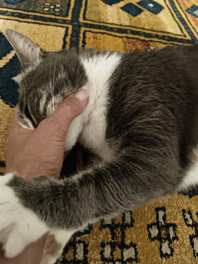 A human hand gently cups the face of a grey and white cat lying on a rug. The cat's eyes are closed, and its head is turned away from the viewer. The rug has a geometric pattern with yellow, blue, and red colors. The scene is indoors, likely in a residential setting in Bova Marina, Italy.