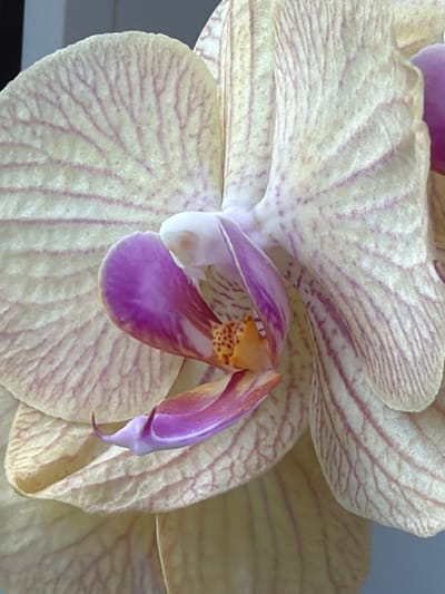 The image is a close-up, low-angle shot of a pale yellow orchid with pink veins. The orchid's petals are textured and slightly ruffled. In the center of the flower, there is a prominent purple lip with orange and yellow markings. The background is blurred and out of focus, appearing to be a light gray surface. The photograph was taken in the city of Timonovo, Russia. There are no people or actions depicted in the image.