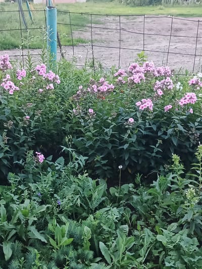 A medium shot captures a lush garden bed in Совхоз "Коммунар", Russia. The foreground is densely packed with various green plants, some with serrated leaves and others with feathery textures. Among them, scattered small purple flowers add pops of color. The midground is dominated by a vibrant display of pink phlox flowers, their clusters creating a soft, undulating mass. Behind the flowers, a profusion of dark green foliage forms a thick backdrop.
In the background, a rustic fence made of dark wire mesh stretches horizontally, supported by a turquoise-painted metal post on the left. Beyond the fence, a patch of dry, greyish ground is visible, and further back, a blurred green area suggests distant foliage or grass. The overall impression is one of a thriving, slightly wild garden on what appears to be an overcast day, judging by the soft, diffused light. No people or specific activities are depicted, and there is no visible text. The scene evokes a sense of natural abundance and quiet tranquility.