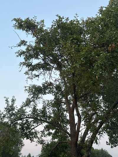 The image shows a low-angle shot of a tree with dense green foliage and a thick trunk. The branches of the tree spread out against a pale blue sky, with some hints of overcast in the upper right corner. Small green fruits, possibly apples, are visible scattered throughout the leaves. The tree appears to be in a natural setting, possibly a park or orchard, with other trees visible in the background. The lighting suggests it is daytime, likely late afternoon or early morning due to the soft light and pale sky. No people or specific objects are discernible other than the tree and its fruit. The scene conveys a sense of natural tranquility.