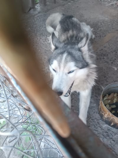 A husky-type dog with striking blue eyes lies on a concrete surface, its body partially obscured by a blurry foreground element that appears to be a metal fence. The dog is gray and white with distinctive facial markings. To the right of the dog, a rusty metal container holds what appears to be food scraps. The background consists of a rough concrete or stone surface and some indistinct vertical structures. The scene suggests an outdoor, possibly utilitarian or backyard setting in Hlobyne, Ukraine.