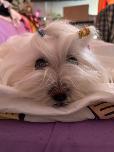A close-up, vertically oriented image shows the face of a small white dog, likely a Maltese or similar breed, nestled into a white fabric. The dog's fur is long and white, with two small ties visible in its fur: one yellow tie on the left side of its head, and a dark blue tie on the right. The dog's dark eyes are visible beneath its fluffy fur, as is its dark nose. The dog appears to be resting or sleeping, with a calm or content expression.
The white fabric the dog is resting in has a pattern of dark vertical stripes against a lighter background, possibly a blanket or pillow. To the right of the dog, a textured purple surface is visible, which could be a piece of furniture or bedding. The background is blurred, but suggests an indoor setting with some soft lighting. The overall impression is one of comfort and coziness. No text is visible in the image. The time of day and weather are not discernible from the image. The location context provided is Constanța, Romania.