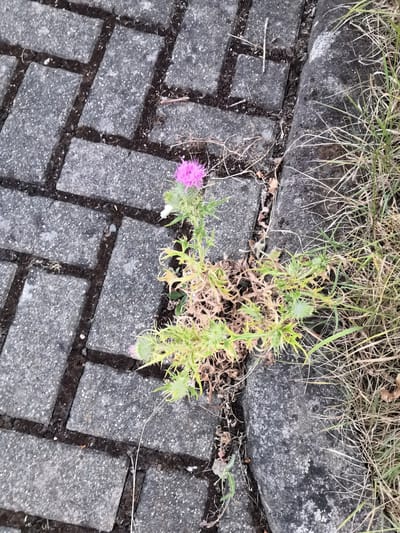 The image depicts a patch of pavement made of grey rectangular bricks, laid in a herringbone pattern. A single thistle plant with several spiky buds and one pink flower is growing in the crack between the pavement and a concrete curb. Dry grass and dead leaves are also present in the cracks and alongside the curb. The scene is outdoors and appears to be an urban environment, potentially a sidewalk or pathway. No people are visible in the image. The lighting suggests it is daytime, with natural light casting some shadows.