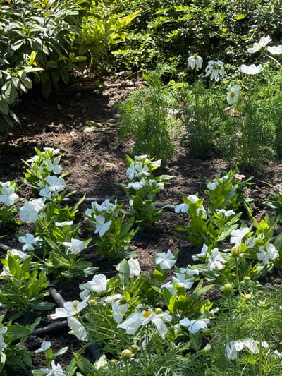 The image shows a garden bed in Siófok, Hungary, with various plants. On the left side, there are green bushes and white cosmos flowers. In the middle, there is bare soil with dill plants and some white periwinkle flowers. On the right side, there are more white periwinkle flowers with a black irrigation tube running through the plants.