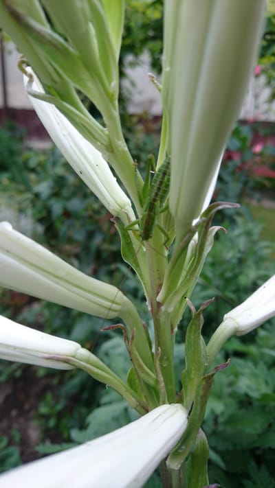 A green grasshopper is perched on the stem of a white flower. The grasshopper is positioned horizontally, with its body facing to the left. Its legs are gripping the stem, and its antennae are extended forward. The flower is large and white, with several petals that are curled inward. The stem is thick and green, with several small leaves growing from it. The background is blurred, but it appears to be a garden or natural setting with lush green foliage. The lighting suggests it could be daytime. The image is taken from a close-up perspective, focusing on the grasshopper and the flower. The overall scene is one of nature and tranquility. There is no visible text in the image.