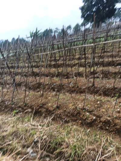This image displays an agricultural field in Nam Sa Lat, Myanmar. The scene features multiple parallel rows of thin, upright wooden stakes or poles, interconnected by horizontal wooden crossbeams, forming a trellis-like support system across the midground. The ground beneath the trellises is primarily dark brown, tilled soil with minimal, sparse green vegetation. In the foreground, a strip of drier, lighter-colored grass and disturbed earth is visible. The background consists of a line of green-leafed trees, appearing on a slight incline, beneath a light grey, overcast sky. No people, animals, or specific crop are distinctly identifiable due to the general blurriness of the image.
