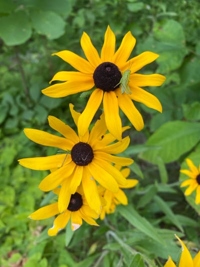 The image is a close-up, vertical shot of several Black-Eyed Susan flowers against a blurred green background of foliage. The flowers are predominantly yellow with dark brown centers. The most prominent flower in the upper portion of the frame has a small, light green grasshopper perched on one of its yellow petals. Another Black-Eyed Susan is visible below it, and parts of two more flowers are seen in the lower and right edges of the frame. The lighting suggests it is daytime, likely outdoors in a garden or natural setting. There are no people or man-made structures visible in the image. The scene is a natural composition of flowers and an insect, likely in Hinchinbrooke, Canada.