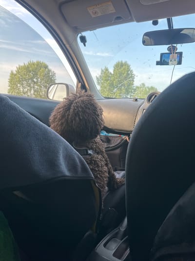 The image shows the interior of a vehicle, likely a car, viewed from the passenger seat. A brown, curly-haired dog wearing a harness is seated in the car, facing away from the camera. The dog is positioned behind a grey fabric covering, possibly a blanket or clothing. The car's dashboard is visible, including a rearview mirror with a dashcam attached. Outside the car, through the windshield and side windows, trees and a bright sky with scattered clouds can be seen. The scene appears to be set during the daytime. There is no information available to determine the specific location within the city of Novonikolaevka, Russia.