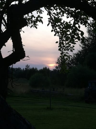 The image captures a silhouetted view of a tree in the foreground, with its branches and leaves framing a dusky sky and a distant landscape. The sky exhibits soft hues of purple and pink, suggesting either dawn or dusk. Below the sky, a dense line of trees forms the horizon, with darker foliage in the mid-ground and a field of tall grass stretching out in front of it. In the far right of the image, a dark, indistinct object, possibly a tractor or agricultural machinery, is partially visible. The overall impression is one of a serene, rural setting. The location is identified as Novahladki village council, Belarus.