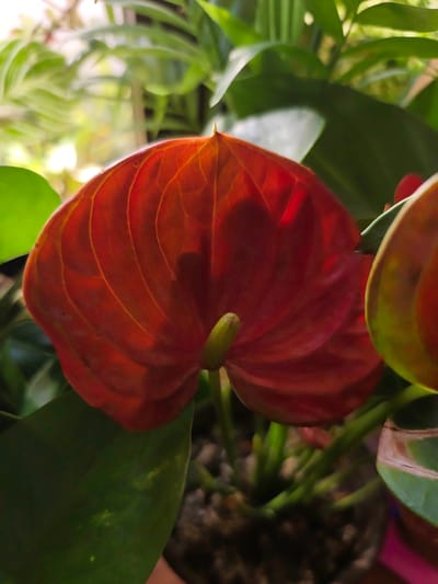 The image is a close-up, eye-level shot of a vibrant red anthurium flower in bloom, set against a blurred backdrop of green foliage. The flower's waxy, heart-shaped spathe dominates the foreground, its surface catching the light and revealing delicate, intricate veins. A pale green spadix protrudes from the center of the spathe. Surrounding the anthurium are lush green leaves, some of which are also slightly out of focus. The lighting suggests an indoor setting, possibly near a window, with sunlight filtering through the leaves and casting soft shadows. The soil in the pot is visible at the bottom of the frame, appearing to be a mix of small pebbles and darker organic matter. The overall impression is one of natural beauty and tranquility. The image does not contain any elements that would indicate its location in Chinabad, Uzbekistan, or any urban environment.
