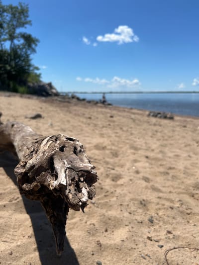 The image is an eye-level shot of a sandy beach with a gnarled piece of driftwood in the foreground, sharply in focus. The driftwood is weathered and light brown, with rough textures and dark hollows. Beyond the driftwood, the beach stretches back to the water, which is a calm blue. In the distance, a faint, blurred figure can be seen standing near the water's edge. The sky is a vibrant blue with scattered white clouds. The overall scene suggests a sunny day at a quiet waterfront. The location is unspecified beyond being on a beach in Russia.