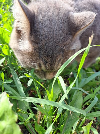 A close-up, high-angle outdoor shot captures the head of a gray domestic cat sniffing the ground amidst lush green grass and foliage. The cat's fur is short and appears to be a mix of gray and brown tones, with faint stripes visible on its head. Its ears are pointed and alert, and its whiskers are prominent. The vegetation is dense and varied, with broad leaves and thin blades of grass, suggesting a natural, untamed environment. Dewdrops are visible on some of the plant leaves, indicating it may be morning or after rain. The lighting suggests a sunny day, casting soft shadows on the grass. The scene does not contain any elements that would allow for pinpointing a location in Chernetsk, Russia, or any other specific urban area.