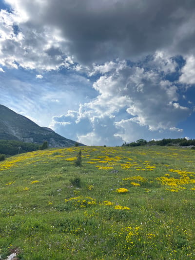 This is an outdoor, vertical, eye-level shot of a mountainous meadow in Motički gaj, Montenegro. The meadow is covered in green grass and dotted with numerous small yellow wildflowers. In the background, a large, barren mountain slopes upward to the left, its surface textured with visible rock and sparse vegetation. To the right of the mountain, a line of dark green trees forms a treeline along the horizon. Above the landscape, the sky is filled with dramatic, cumulus clouds. The clouds are a mix of white and dark gray, with patches of bright blue sky visible between them. The lighting suggests it is daytime, possibly late afternoon or early evening, due to the contrast between the shadowed and illuminated parts of the clouds and the overall atmospheric quality. There are no people or animals visible in the frame.