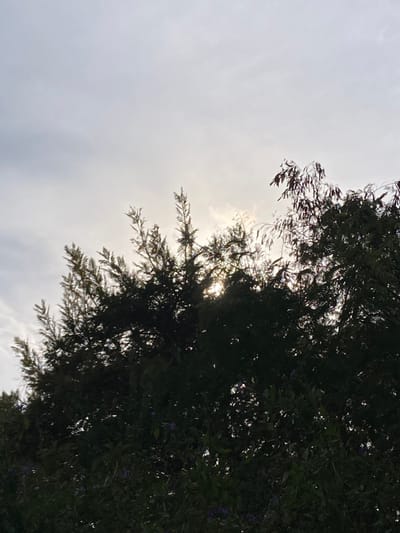 The image shows a silhouette of a tree in the foreground, with the sun shining through the leaves. The sky is a light gray with some clouds. The location is Kokhav Ya'ir Tzur Yigal, Israel, at latitude 32.218 and longitude 34.993. There are no people or other objects in the scene. The image is taken from a low angle, looking up at the tree. The tree is densely packed with leaves. The sun is shining brightly, but the light is diffused through the leaves. The image creates a sense of peace and tranquility.