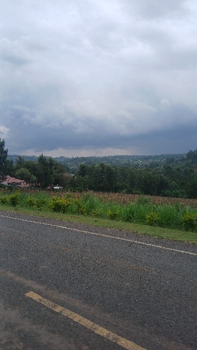 This image displays a rural landscape within Moticho ward, Kenya, under an overcast sky. In the immediate foreground, a dark grey asphalt road occupies the lower third of the frame, featuring a faded yellow dashed line running diagonally from bottom left towards the center and a narrow white solid line marking its right edge. A strip of green grass borders the road on the right, interspersed with low-lying green shrubs with some yellow foliage. The midground consists of a large agricultural field populated by tall, mature plants, appearing primarily green with sections of dried brown stalks, consistent with crops such as maize. Beyond this field, a dense belt of various trees and vegetation extends, partially obscuring scattered residential structures. One visible building on the left exhibits a reddish-brown roof, and a white vehicle is partially discernible further back amidst the greenery. The background shows a vast expanse of rolling hills covered in dense green foliage and numerous small buildings, indicating a distributed rural settlement or village area. The sky above is entirely overcast with heavy grey clouds. No people or observable actions are present within the frame.