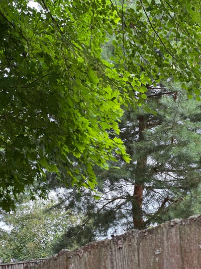 The image depicts a view of trees and a wooden fence in Kalitino, Russia. In the foreground, a weathered wooden fence runs horizontally across the bottom of the frame. Behind the fence, lush green foliage from deciduous trees hangs in the upper left portion of the image. To the right of the deciduous trees, the needles of a pine tree are visible, with its trunk a reddish-brown color. The background consists of more trees and a bright, overcast sky. There are no people or animals visible in the image.