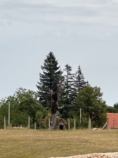 The image depicts a rural landscape in Jasenovo Polje, Montenegro, under an overcast sky. In the foreground, a dry, yellowed grassy field is bordered by a wire fence supported by wooden posts. Beyond the fence, a dense line of green trees forms the midground. A prominent, old, and partially hollowed-out tree stands near the center, its trunk appearing weathered and rough. To the right of this tree, a small, rustic doghouse with a red-tiled roof is visible. Further to the right, the edge of a building with a red-tiled roof is partially visible, suggesting a residential area or farm. Several tall, dark green evergreen trees are scattered throughout the scene, adding verticality to the composition. The overall impression is one of a quiet, somewhat neglected rural setting.