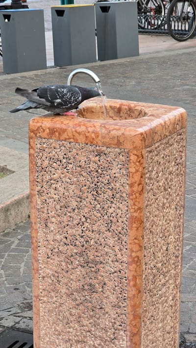 A pigeon is drinking water from a public fountain in Riva del Garda, Italy. The fountain is made of speckled pink granite with a smooth, orange marble top. A curved metal spout allows water to flow into the basin, where the pigeon is drinking. In the background, there are gray trash bins and bicycles parked at a rack, with buildings and trees visible further beyond. The ground is paved with cobblestones.