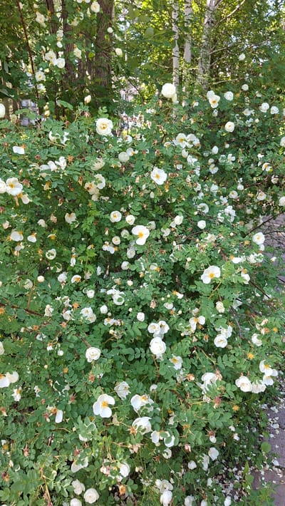 A dense, green shrub filled with numerous small, white roses with yellow centers is in full bloom. The shrub is situated outdoors, with dappled sunlight filtering through the leaves and flowers. In the background, the bark of several trees, likely birch due to their pale color and texture, is visible. The overall impression is one of abundant natural beauty. The image was taken in the city of Nytva, Russia.