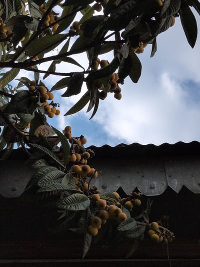 This media file shows a close-up view of loquat fruit growing on a tree, with a dark, corrugated structure in the foreground and a sky with scattered clouds in the background. The loquats are small, round, and a yellowish-orange color, clustered on branches amidst dark green leaves. The dark structure, possibly part of a building or shelter, has a scalloped edge and appears weathered. The sky suggests it could be daytime, with soft clouds indicating a possibility of fair weather. The perspective is from below, looking up at the tree and sky. The scene is set in Shaki, Azerbaijan, though no specific landmarks are visible. The overall impression is one of natural bounty contrasted with man-made elements. There is no text visible in the image.