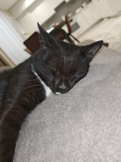 This is a close-up, low-angle, eye-level shot of a black cat sleeping on a soft, grey surface, likely a blanket or couch. The cat is mostly black with a white patch on its chest and a small white marking on its chin and nose. Its eyes are closed, suggesting it is in a deep sleep. The cat's ears are pointed upwards and slightly to the sides, and its whiskers are visible. The background is blurred, showing what appears to be an indoor setting with hints of furniture and possibly kitchen cabinets, suggesting a home environment. The lighting is dim, indicating it might be nighttime or an interior with low light. The overall mood is peaceful and serene, capturing a moment of rest for the feline. There is no visible text in the image. The provided location context of Подымалово, Russia, indicates where the image was taken.