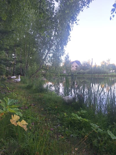 The image depicts a natural outdoor scene in Novo-Glagolevo, Russia, featuring a body of water bordered by lush vegetation and trees. In the foreground, on the grassy bank, are several geese. One white goose stands prominently on the left, facing right, while another white goose is visible in the middle ground, partially obscured by reeds. To the far left, a few other geese are resting on the grass. The water reflects the sky and surrounding greenery, with reeds growing along its edge. In the background, across the water, a house with a tiled roof is situated amongst trees and a fence. The overall environment suggests a peaceful, rural setting during daylight hours.