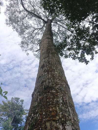 A towering tree trunk stretches skyward, its bark textured with moss and lichen. The trunk rises from a cluster of smaller trees at the bottom left corner, blending into the blue and cloudy sky. Up top, branches reach out with leaves that show both densely leaved and thinner, almost bare, branching sections. The canopy is partly obscured by other foliage on the right side.