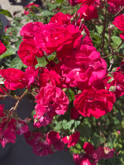 The image is a close-up, eye-level, medium shot of a cluster of vibrant pink roses blooming on a bush. The roses are the primary subject, with many fully bloomed flowers and some developing buds. The petals are richly colored and textured, with some appearing slightly ruffled. The background consists of green leaves and branches of the rose bush, some of which are in sharp focus while others are softly blurred. The scene appears to be outdoors on a sunny day, as indicated by the bright lighting and shadows. The overall impression is one of natural beauty and vibrant floral growth. The location in Sancaktepe, Turkey, suggests this scene is in a park, garden, or residential area where rose bushes are cultivated. There are no people or animals visible in the image.
