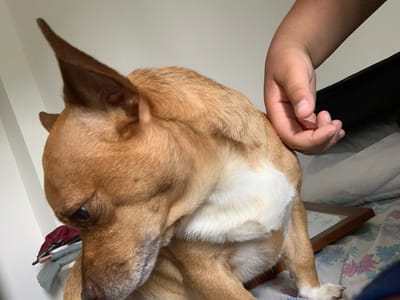 A medium-shot, eye-level, horizontal, indoor photograph captures a brown-and-white dog sitting on a bed. The dog is facing left, with its head lowered and its ears pointed upward. A human hand with a red object between its fingers is visible near the dog's back. The dog's fur is a mix of brown and white. The background is blurred, showing a white wall and a dark surface. The bed has a patterned comforter. The overall lighting is dim, creating a soft atmosphere. The image does not provide any specific information about its location in Vejprty, Czechia.
