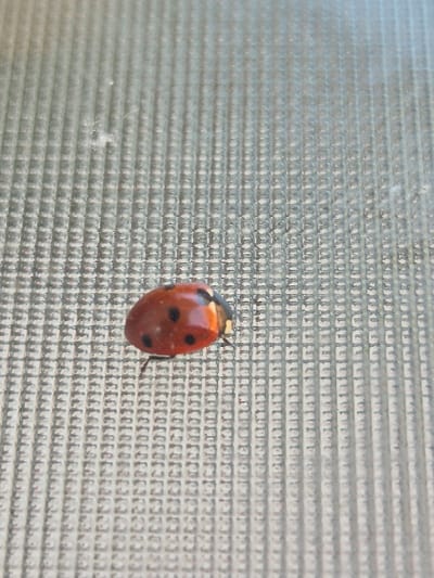 A single, red-orange ladybug with multiple distinct black spots is captured in a close-up, positioned slightly left of center on a tightly woven, light grey mesh surface. The ladybug, approximately 5-8mm in length, exhibits visible legs, suggesting it is either resting or traversing the textured grid of the mesh. The mesh itself forms a uniform pattern of small, square apertures. The lighting provides clear detail to the ladybug's glossy carapace and the fibrous nature of the mesh. No other subjects or objects are visible. The scene is located in the city of Hereford, United Kingdom.