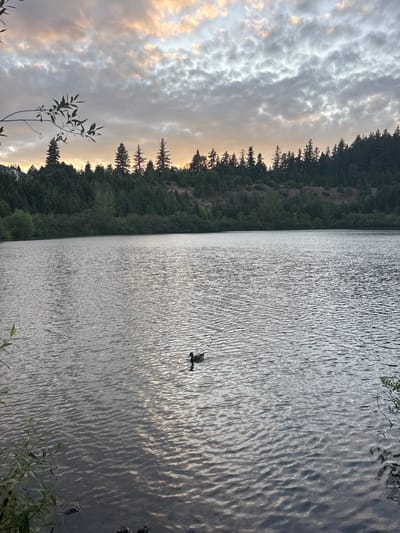 A tranquil lake view under a sunset sky. Dark green forest borders the water, reflecting off the lake's surface with a few birds. The sky displays a mix of grays, whites, and a touch of orange near the horizon. Vegetation is seen in the lower corners of the frame.
