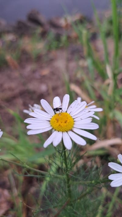 This is a close-up, eye-level shot of a daisy with a black insect on its petals. The daisy has white petals and a bright yellow center. Small water droplets are visible on the petals, suggesting recent rain or dew. The background is blurred, showing green grass and brown earth. The focus is sharp on the daisy and the insect, with the rest of the scene out of focus. The lighting appears soft, indicating it might be early morning or late afternoon, or a cloudy day. The overall mood is serene and natural. There is no visible text in the image. The location context is Krosno Odrzańskie, Poland.