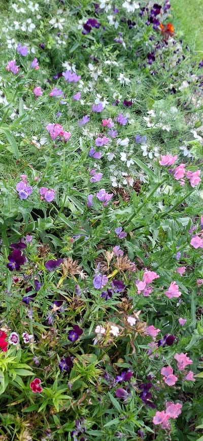 This is a close-up, eye-level, vertical shot of a dense flower bed in Viru-Jaagupi alevik, Estonia. The foreground is dominated by a variety of flowers in shades of purple, pink, and white, interspersed with green foliage and some dried brown seed heads. Small, deep purple pansies with yellow centers are scattered throughout, some with dark markings. Clusters of delicate pink and purple flowers with tubular petals are visible, along with some white star-shaped flowers. The background is a blur of more greenery and flowers, suggesting a larger garden or planting. There are no people or animals visible in the image. The lighting is soft, indicating an overcast day or shade. The scene depicts a naturalistic planting arrangement of a variety of flowering plants.