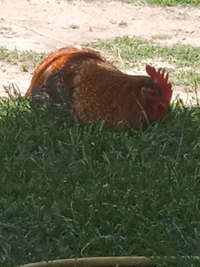 A rooster is resting in the grass in Stepan, Ukraine. The rooster is a reddish-brown color with a black tail and a red comb on its head. It is facing to the right and its head is lowered. The grass is green and there is a dirt path in the background.