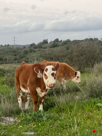 Two calves stand in a grassy field. The calf in the foreground is primarily brown with white patches on its face and legs, and it has a tag labeled "286" on its ear. Behind it, another calf with brown fur appears slightly out of focus. The field is interspersed with green vegetation and a few red flowers. In the background, trees cover a hillside under a cloudy sky. A power line is also visible in the distance.