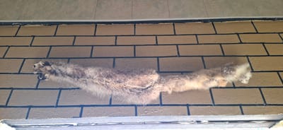 A taxidermied animal pelt, appearing to be a raccoon or similar small mammal, is displayed horizontally across a brick-patterned wall. The pelt is stretched out, with its head on the left and its tail on the right. The wall behind it is textured and painted a light brown, with dark lines simulating mortar between the bricks. The top of the image shows a portion of a tiled wall, and the bottom edge reveals a narrow ledge or windowsill. The scene is illuminated by overhead lighting, casting slight shadows. There are no people present in the image. This scene is not located in Karmana, Uzbekistan.