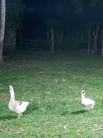 Two domestic geese are present in a low-light outdoor environment in Keude Cunda, Indonesia. The foreground consists of green grass with minimal dry debris. A goose on the left, primarily white with light brown-grey back and wing feathers, displays a prominent dark knob on its beak and dark eyes. It faces slightly right with its head raised, appearing to move forward. Approximately two meters to its right and slightly behind, a second, smaller goose, also predominantly white with light brown-grey back feathers and a dark beak knob, moves rightward. The background is dominated by dense, dark foliage and multiple tree trunks, obscured by darkness, suggesting a forested or heavily vegetated area. No human presence or specific interactions between the geese are observed.