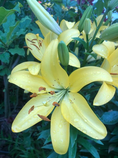 The image depicts a close-up view of several yellow lilies with water droplets on their petals. The lilies are in bloom, with some fully open and others in bud. The background is a blur of green foliage, suggesting an outdoor setting, possibly a garden. There are no people or animals visible in the image. The lighting suggests it might be overcast or early morning/late evening, with soft, diffused light. The focus is on the texture and detail of the flower petals and the water droplets. The scene is calm and natural. The location is not discernible from the image alone; no specific details can be inferred about Radomyshl, Ukraine.